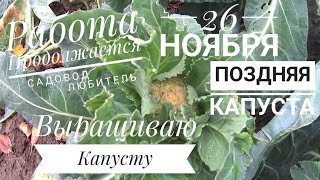 Поздняя Капуста у меня на Даче  26 Ноября выращиваю капусту🥬мои размышления и планы [upl. by Berlyn]