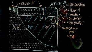 Light Zonation in Lake Ecology Extra Edge for NEET Limnetic Littoral Profundal Benthic Zones [upl. by Mercedes]