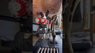 Japans robotic milking process shortsvideo [upl. by Herta]