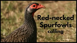 REDNECKED SPURFOWLS calling [upl. by Ecirtra]