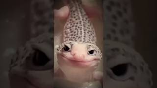 Eublepharis Macularius The Leopard Gecko [upl. by Poucher]