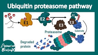 The ubiquitinproteasome mediated protein degradation pathway  Ubiquitin ligase  Proteasome [upl. by Reyem628]