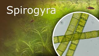 Aquarium Under a Microscope Spirogyra [upl. by Acinna]