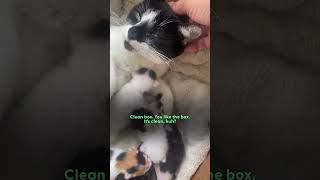 Stray Cat Gives Birth In Womans Jeep  The Dodo [upl. by Hakeber]