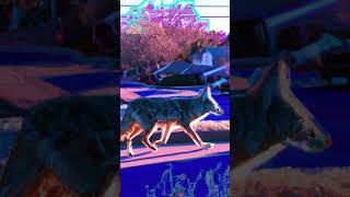 Coyote Barking Sound Effect shorts soundeffects soundclips coyote [upl. by Aicila714]