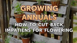 How to Cut Back Impatiens for Flowering [upl. by Ycnay347]