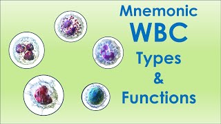 Leucocytes and Their Functions  Mnemonic  By Dr Ganesh M Adelkar [upl. by Kalb]