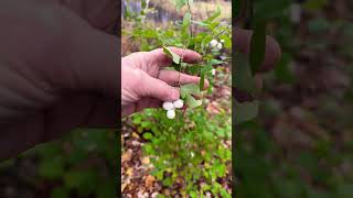 Showy berries on native shrubs winterberry snowberry coralberry [upl. by Une382]