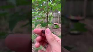 Everbearing Mulberry Is Loaded urbanhomestead foodforest [upl. by Ramedlav14]