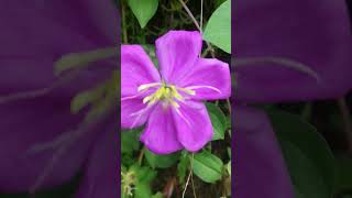 spanishshawlrudraglorybushplant heterotisrotundifolia pinklady rockrose melastomataceae [upl. by Aikim]