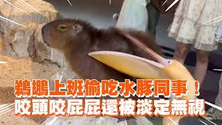 鵜鶘上班偷吃水豚同事！ 咬頭咬屁屁還被淡定無視 Hungry pelican attempts to eat capybara [upl. by Eirovi926]