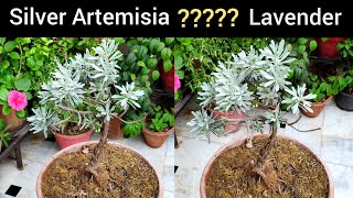 Silver mound plant  silver artemisia plant grow care tips  लैवेंडर के पौधे की देखभाल [upl. by Ferren]