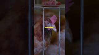 Why Are Commercial Chickens Caged [upl. by Lanam]