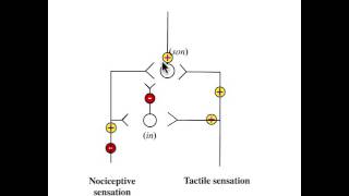 Wall amp Melzacks Gate Control Theory of Pain [upl. by Llenod]