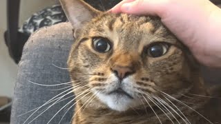 Shelter cat uses sweetest meow to get adopted [upl. by Franciska]