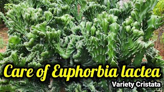 How to Grow and Care Euphorbia Lactea cristata [upl. by Sinnaiy828]