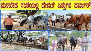 19112024 Tuesday Malkhed Cattle Market  Big size Deoni bulls sale in Malkhed Market [upl. by Nrevel]