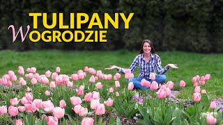 Tulipany w ogrodzie Różne odmiany tulipanów narcyzy szafirki i niezapominajki [upl. by Ennagem]