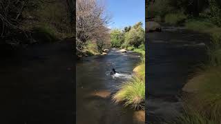 Playing more catch in the Kern River nature kernriver blacklab waterdog [upl. by Elleron]