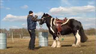 Tinker Aramis Bodenarbeit Horsemanship mit ein paar neuen Übungen [upl. by Amuh]