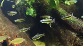 Blue Eyed Congo Tetra  Phenacogrammus aurantiacus  Lefini River [upl. by Elyk]