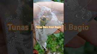 Tunas bagio mulai muncul pertanian kebun nature berkebun kebunbuah love garden berbuah [upl. by Airtal]