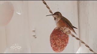 Timelapse of a Mother Hummingbird Building Her Nest [upl. by Ekrub]