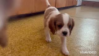 King Charles Cavalier puppies [upl. by Kathe]