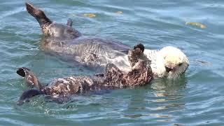 Sea Otters at Morro Bay 42023 [upl. by Ainessey]