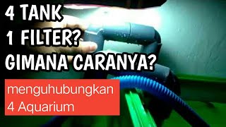 1 FILTER 4 TANK  MENGHUBUNGKAN BEBERAPA AQUARIUM [upl. by Adlai]