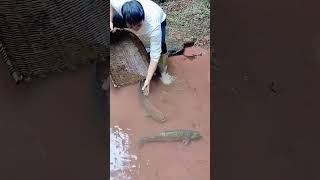 The process of catching grass carp in streams [upl. by Svoboda997]