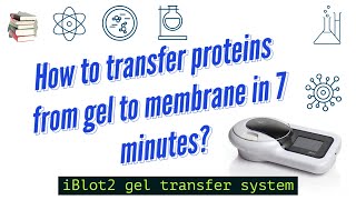 Western Blot gels transfer using iBlot2 Device  Western Blot Series [upl. by Kariv148]