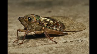 Cicala  Il canto delle cicale  Le cicadidi Cicadidae  The song of the cicadas  A cigarra [upl. by Meakem]