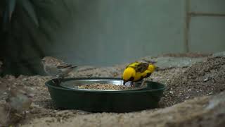 Zoo Animals Part 214 The Yellowcrowned Bishop [upl. by Aynatahs]