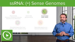 Positivesense Singlestranded RNA ssRNA Virus – RNA Virus Genomes – COVID19  Lecturio [upl. by Glaudia]