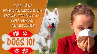 Allergic to Dogs Top 10 Hypoallergenic Dogs to Buy if you have Dog Allergies [upl. by Cimbura]