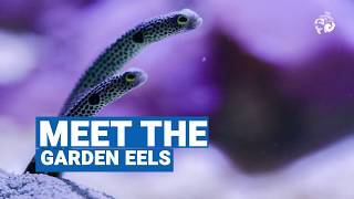 Meet the Garden Eel  Ocean Wise [upl. by Finnigan]