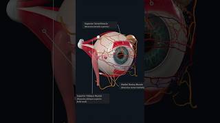 Structures of Extraocular Movement anatomy eyes medical medicalstudent [upl. by Clara79]