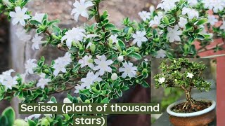 serissa plant care serissa japonica snow rose plant of thousand star [upl. by Sitnerp]