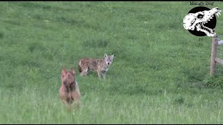 Desperate Coyotes Chase Our Dog  Coyote Hunting With Decoy Dog [upl. by Piderit]