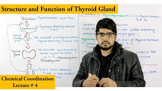 Thyroid gland and its hormones [upl. by Sidnarb]