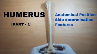 Humerus Bone Anatomy PART 1  Side determination amp Anatomical position  Bones of Upper Limb [upl. by Aeniah]