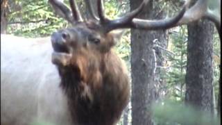 Screaming Bulls Elk Rut 2012 [upl. by Boyd]