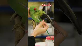 Ringnet parrot 🦜 death art  birds parrot death art sadvideo shorts [upl. by Parshall]