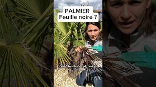 Tutorial tailler un palmier  tutorial palmier taille palmeiras jardin arbre tree plant [upl. by Maram673]