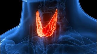 THYROID GLAND PHYSIOLOGY [upl. by Oemac469]