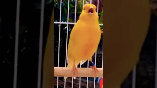 تغريدالكناري канарей saka kanarienvogel طائر الكناري canari canary pájaro canarino تقديم [upl. by Dave]