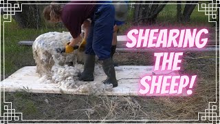 Farm Girl Diaries Ep 5  Shearing the Sheep [upl. by Kind528]