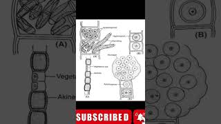 Ulothrix  part 3  reproduction and life cycle  for up tgt [upl. by Wu]