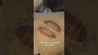 Porcellio sp Sevilla quotCaramelquot [upl. by Oralie]